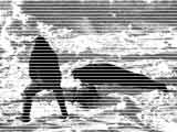 Cucciolo separato::Un cucciolo separato dalla madre a colpi di piccozza. pickseparation